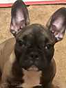 French bulldog - MM.LV - 12