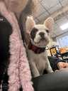 French bulldog - MM.LV - 13