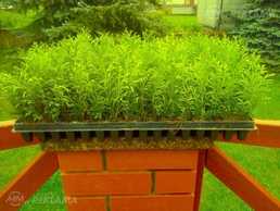 Tūjas-Smaragd 0,18 €, Danica, Juniperus Blue Arrow, Tūjas-Smaragd 0,18 €, Danica, Juniperus Blue Arrow, - MM.LV