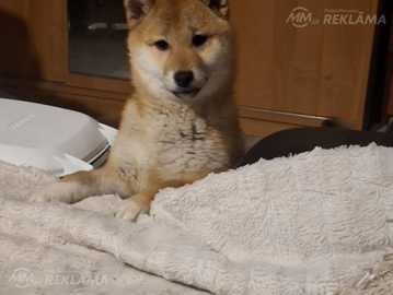 5men.Shiba-inu suniukai 5men.Shiba-inu suniukai - MM.LV