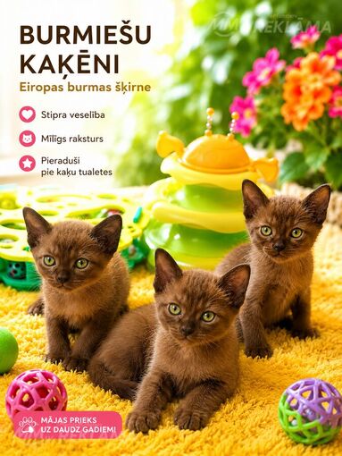 Бурма котята - MM.LV