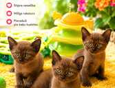 Бурма котята - MM.LV - 1