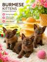 Бурма котята - MM.LV - 2