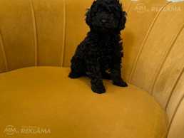 Toipūdeļa kucēni - MM.LV