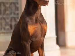 Купим Добермана - MM.LV