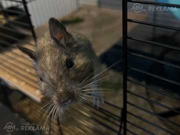 Degu puika Degu puika - MM.LV