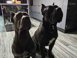 Продаем щенков кане корсо - MM.LV