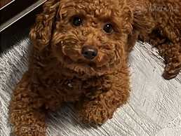 Meklejam meiteni - MM.LV