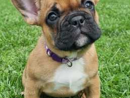 Францущский бульдог - MM.LV