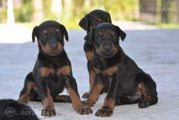 pardodu dobermana kucenus - MM.LV