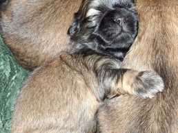 Щенки Ши-Тцу - MM.LV