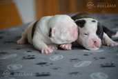 Old English Bulldog - MM.LV - 3