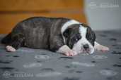 Old English Bulldog - MM.LV - 4