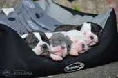 Old English Bulldog - MM.LV - 5