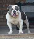 Old English Bulldog - MM.LV - 6