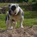 Old English Bulldog - MM.LV - 7
