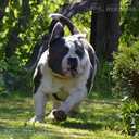 Old English Bulldog - MM.LV - 8