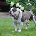 Old English Bulldog - MM.LV