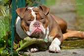 Old English Bulldog - MM.LV - 9