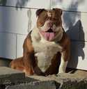 Old English Bulldog - MM.LV - 10