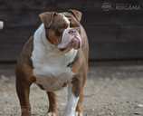 Old English Bulldog - MM.LV - 11