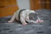 Old English Bulldog - MM.LV