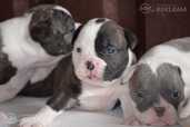 Old English Bulldog - MM.LV - 4