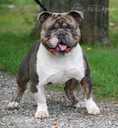 Old English Bulldog - MM.LV - 9