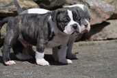 Old English Bulldog - MM.LV