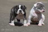 Old English Bulldog - MM.LV - 2