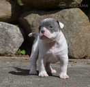 Old English Bulldog - MM.LV - 3