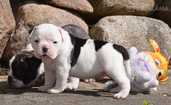 Old English Bulldog - MM.LV - 4