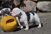 Old English Bulldog - MM.LV