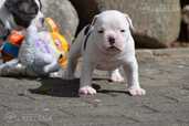 Old English Bulldog - MM.LV - 2