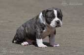 Old English Bulldog - MM.LV - 3