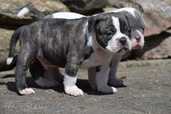 Old English Bulldog - MM.LV - 4