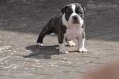Old English Bulldog - MM.LV - 5