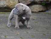 Old English Bulldog - MM.LV