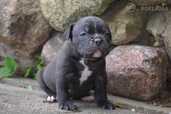Old English Bulldog - MM.LV - 4