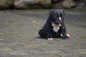 Old English Bulldog - MM.LV - 5