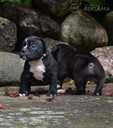 Old English Bulldog - MM.LV - 7