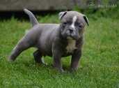 Old English Bulldog - MM.LV