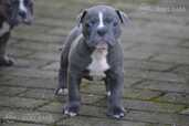Old English Bulldog - MM.LV - 6