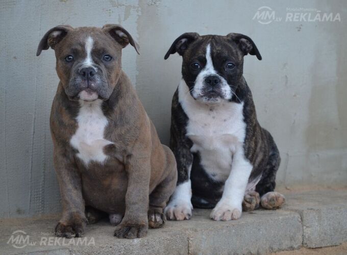 Old English Bulldog Old English Bulldog - MM.LV