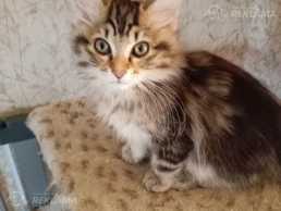 Котята Курильский бобтейл Котята Курильский бобтейл - MM.LV