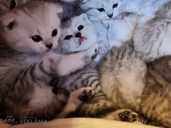Scottish kittens - MM.LV