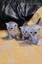 Scottish kittens - MM.LV - 3