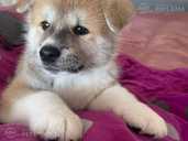 Akita-inu pupies - MM.LV