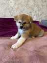 Akita-inu pupies - MM.LV - 2