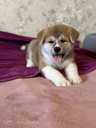 Akita-inu pupies - MM.LV - 3